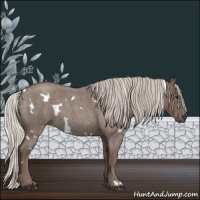 Horse Color:White Spotted Silver Blue Roan 