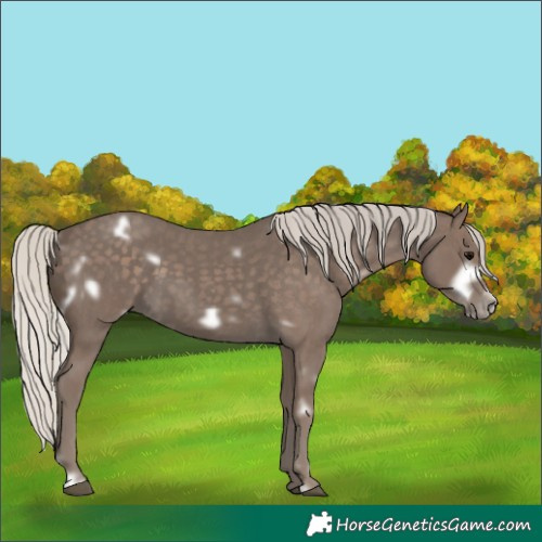 Horse Color:White Spotted Silver Blue Roan Frame 