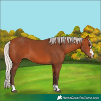 Horse Color:Silver Bay 