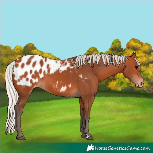Horse Color:Silver Bay Blanket 