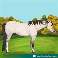 Horse Color:Bay Roan Dun Tobiano 