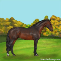 Horse Color:Brown 