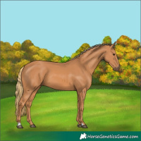 Horse Color:Chestnut 