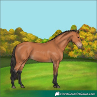Horse Color:Bay 