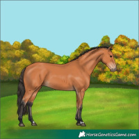Horse Color:Bay 