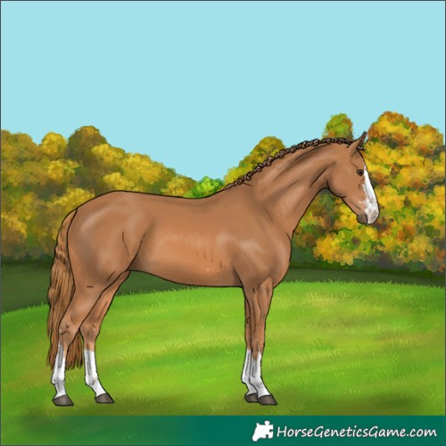 Horse Color:Chestnut 