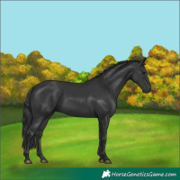 Horse Color:Black 