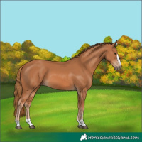 Horse Color:Chestnut 