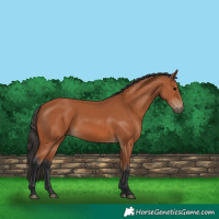 Horse Color:Bay 