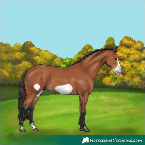 Horse Color:Bay Frame