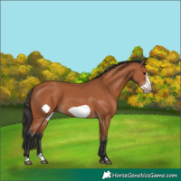 Horse Color:Bay Frame 