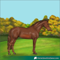 Horse Color:Chestnut 