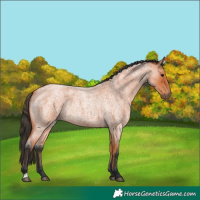 Horse Color:Bay Roan 