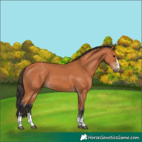 Horse Color:Bay 