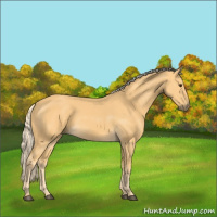 Horse Color:Palomino 