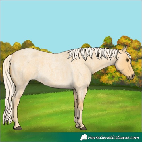 Horse Color:Palomino Roan 