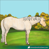 Horse Color:Palomino Roan 
