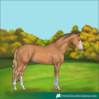 Horse Color:Chestnut 