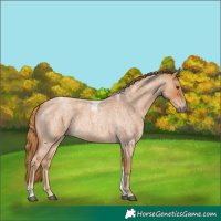 Horse Color:Red Roan Tobiano