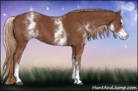 Horse Color:White Spotted Chestnut Sabino