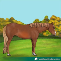 Horse Color:Chestnut 