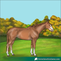 Horse Color:Chestnut 