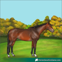 Horse Color:Bay 