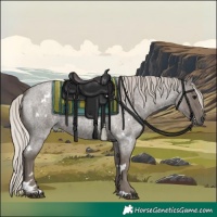 Horse Color:White Spotted Silver Blue Roan