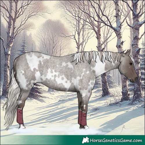 Horse Color:White Spotted Silver Blue Roan Rabicano 