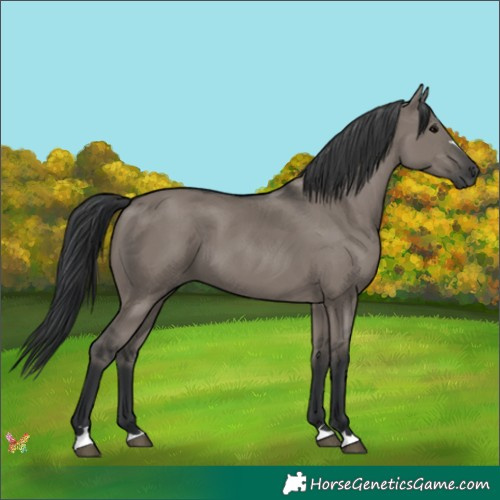 Horse Color:Grullo