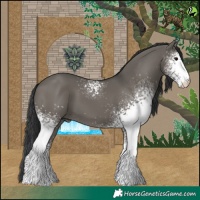 Horse Color:White Spotted Grullo 