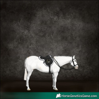 Horse Color:White Spotted Palomino Dun Blanket