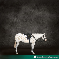 Horse Color:Buckskin Dun Appaloosa 
