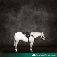 Horse Color:Buckskin Dun Appaloosa 