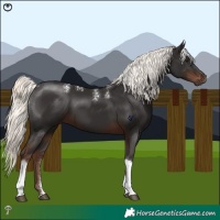 Horse Color:Powder White Liver Chestnut Mushroom Tobiano