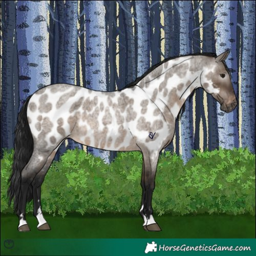 Horse Color:Gray Brown Roan Dun Appaloosa 