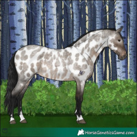 Horse Color:Gray Brown Roan Dun Appaloosa