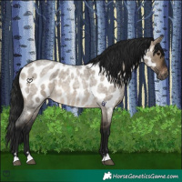 Horse Color:Gray Brown Roan Dun Appaloosa 