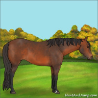 Horse Color:Bay 
