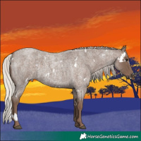 Horse Color:White Spotted Silver Blue Roan