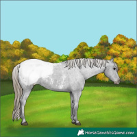 Horse Color:Smoky Black Appaloosa 