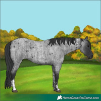 Horse Color:Blue Roan  and Blue Roan Tobiano 