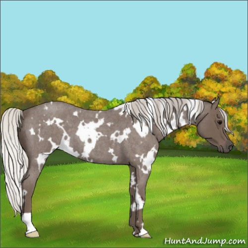 Horse Color:White Spotted Silver Blue Roan 