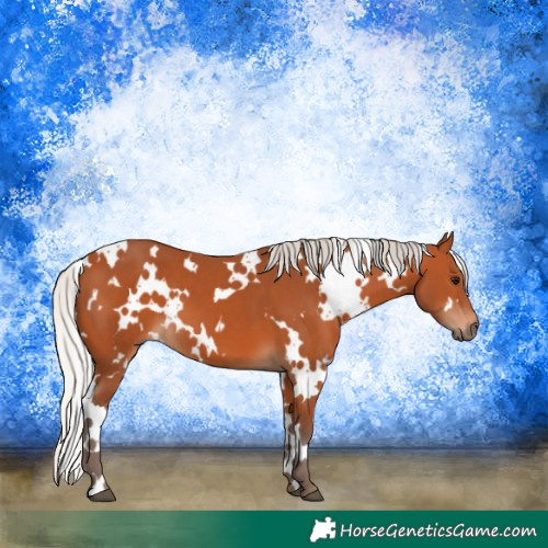 Horse Color:White Spotted Silver Bay