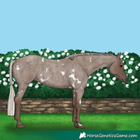Horse Color:White Spotted Silver Blue Roan 