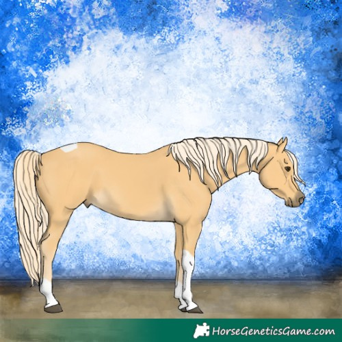 Horse Color:Palomino Tobiano 