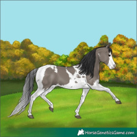Horse Color:Grullo Splash Tobiano 