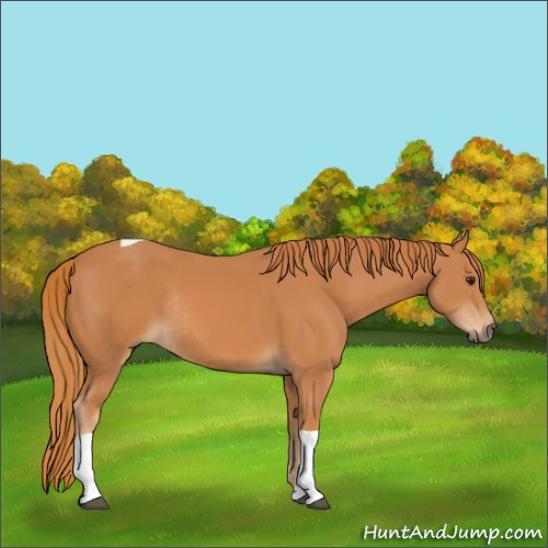 Horse Color:Chestnut Tobiano Rabicano 
