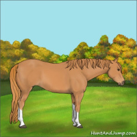 Horse Color:Chestnut Tobiano Rabicano 