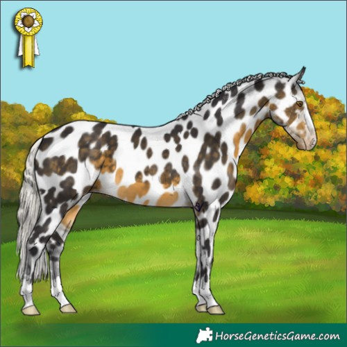Horse Color:Silver Buckskin Appaloosa 